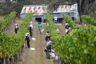 Is Pinot Noir the Holy Grail?