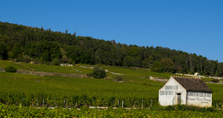 Region in Focus: Gevrey - Chambertin