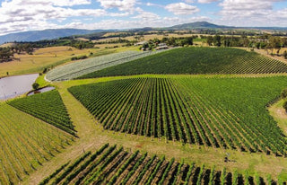 Chardonnay - Australia’s greatest gift to the wine world