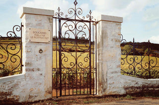Exploring White Burgundy