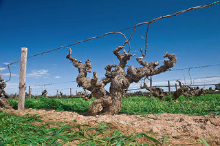 Australia's Old Clone Vines