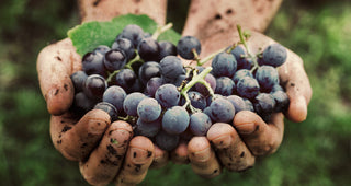 What are Organic & Biodynamic Wines?