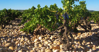 Visiting the Alain Jaume Vineyards