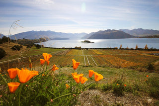 Stock up on the 2025 Goldilocks Vintage in New Zealand