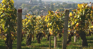 Exploring the Exquisite 2021 Vintage in Chablis, France