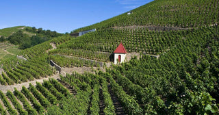 The Masters of Côte-Rôtie