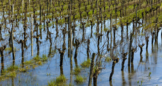 Sustainable grapegrowing: Could this experiment work in Australia?