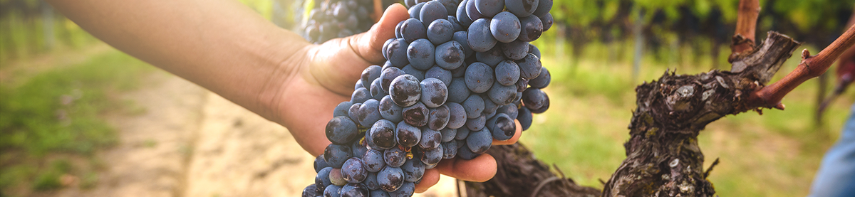 Healthy Wines