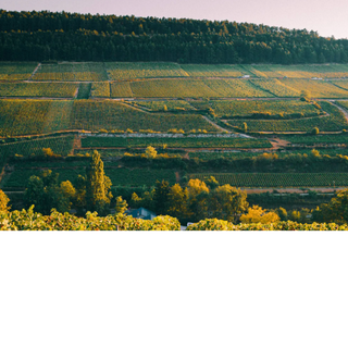 Burgundy Cote at sunset