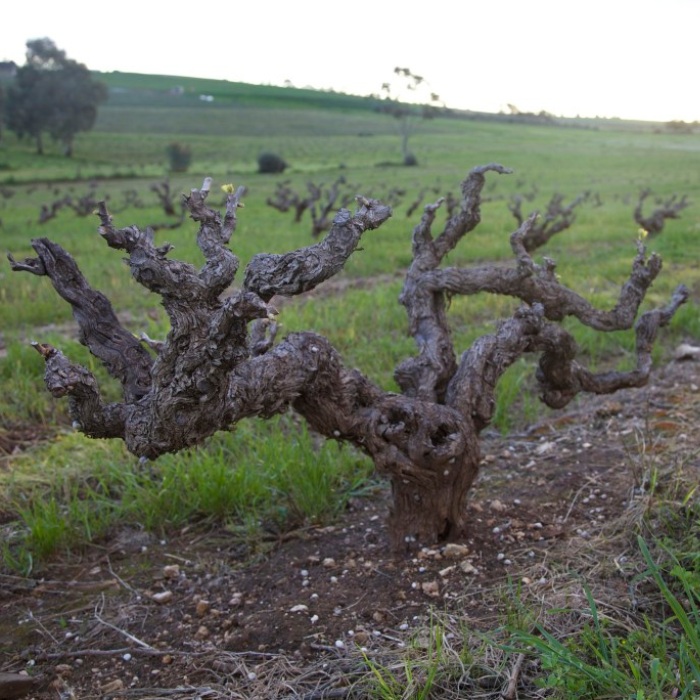 David_Powell_Wine_Dinner_-_The_Archives_-_Perth_14th_August_2025_002