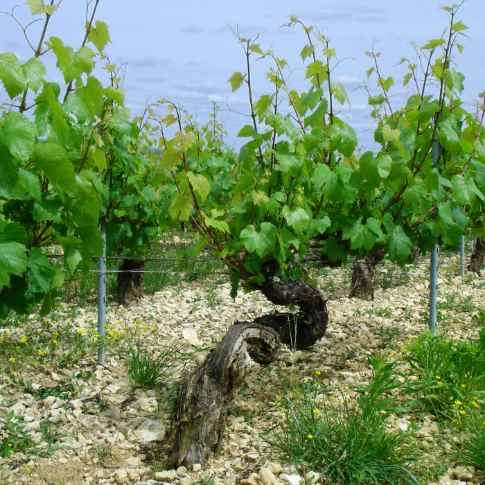 Domaine_Francois_Raveneau_Dinner_Wednesday_25th_February_2026_Sydney_6