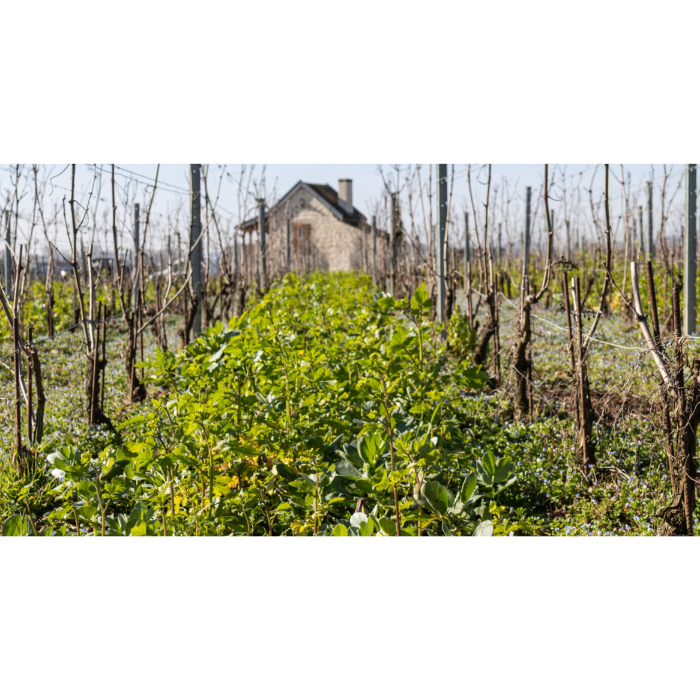 Domaine_de_Cabottes_Masterclass_Monday_19th_October_2026_Sydney_6