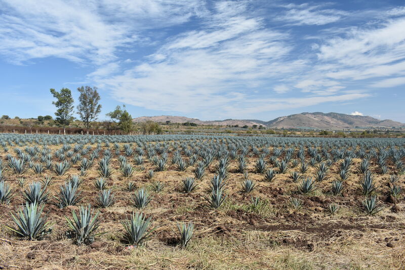 Jalisco