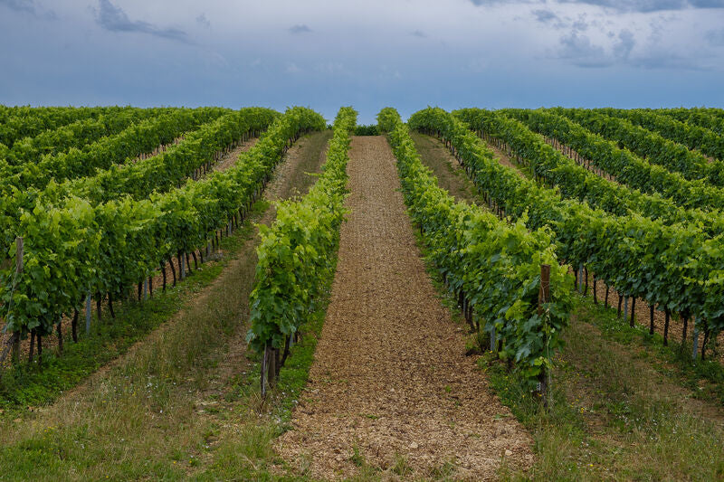 Cognac