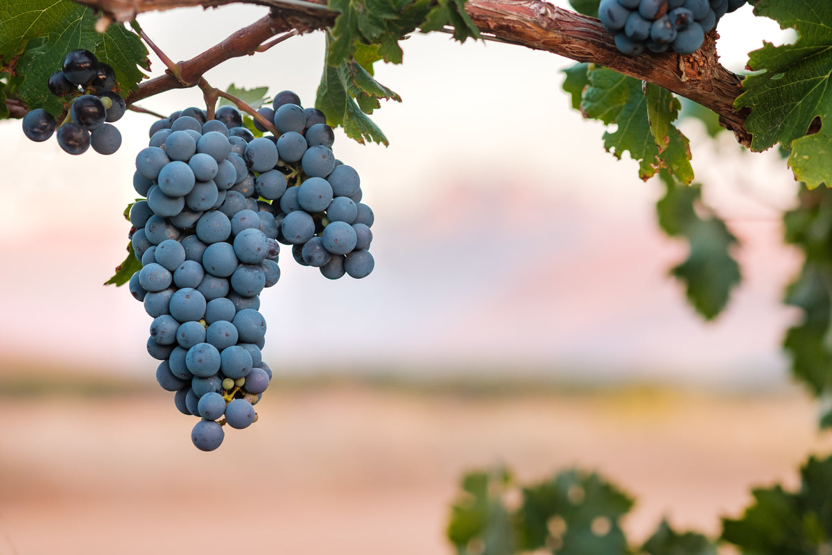 Shiraz