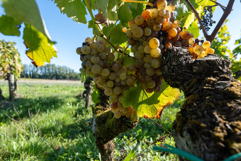 Semillon