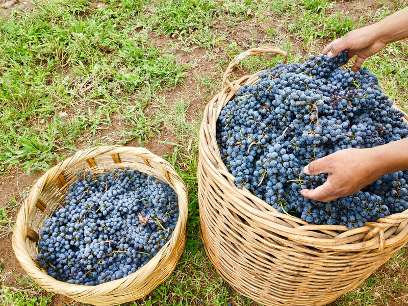 Shiraz Blend