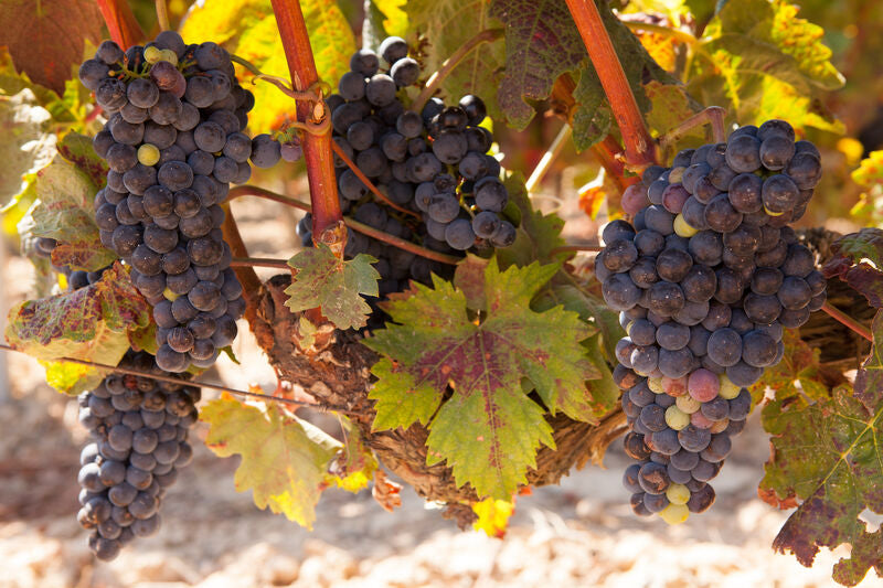 Tempranillo