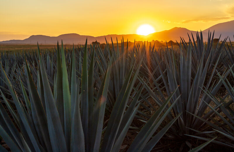 Tequila