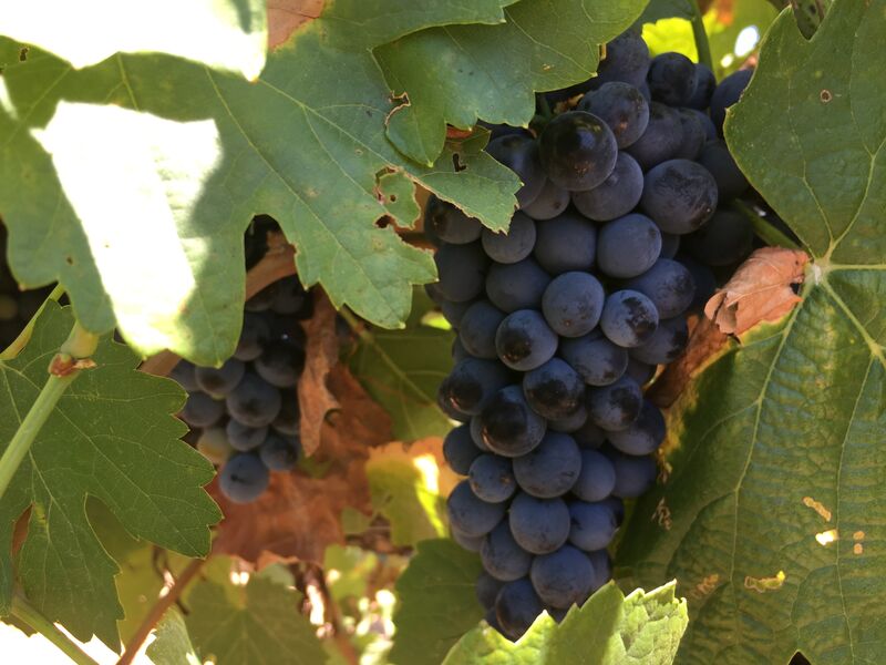 Touriga Nacional