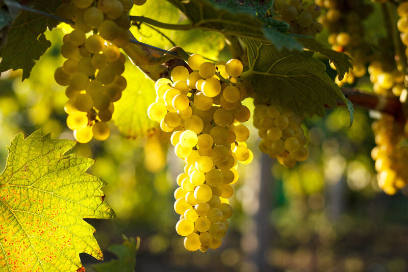 White Blends