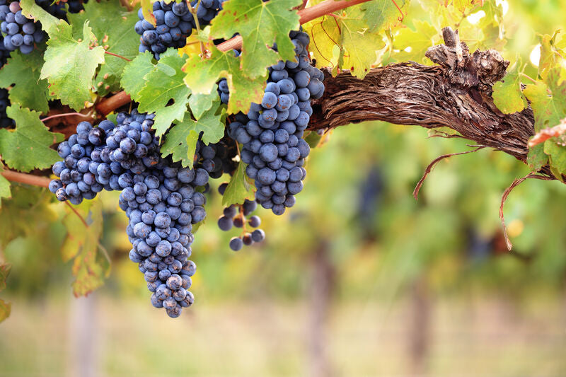 Cabernet Blend