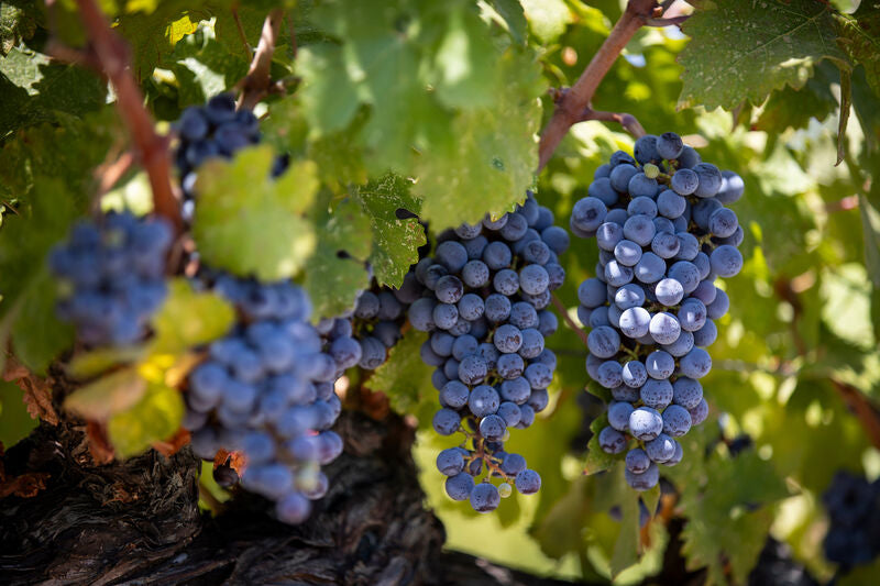 Cabernet Sauvignon