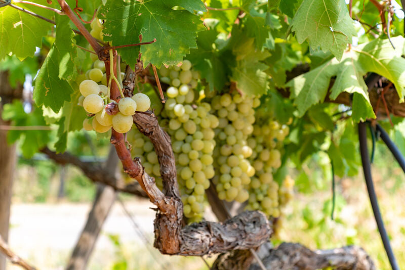 Carricante