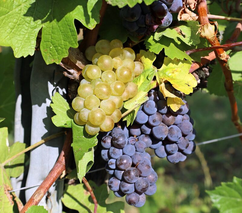  Pinot Noir