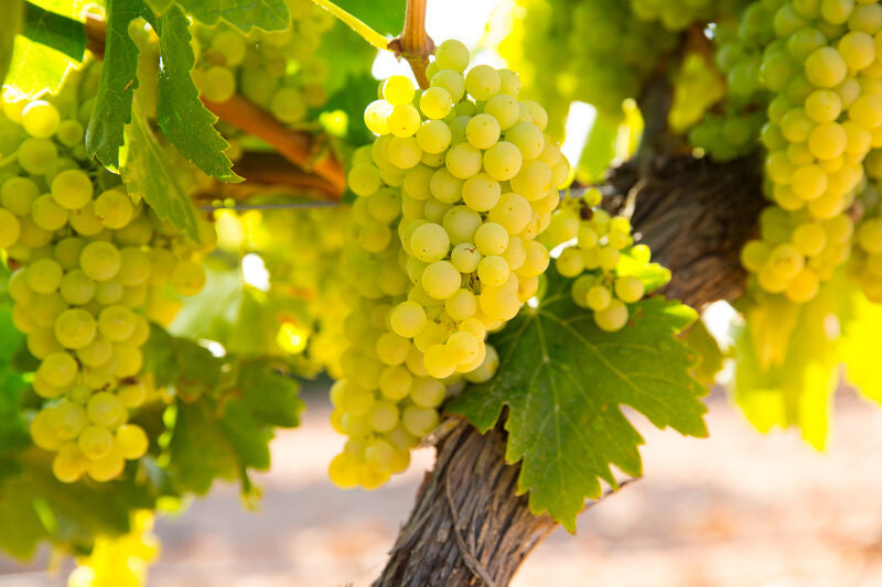 Chardonnay Blend