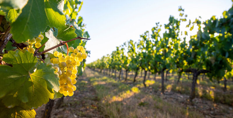 Chenin Blanc