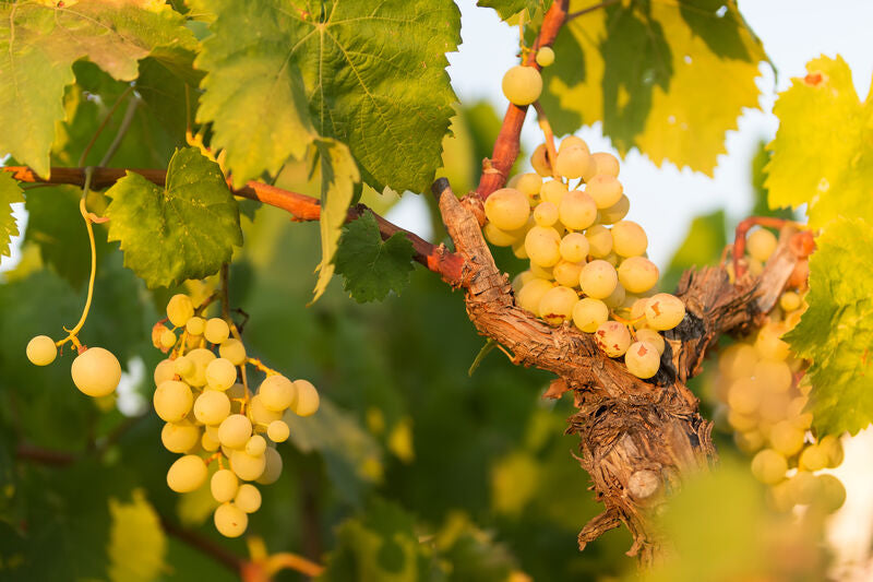Fiano