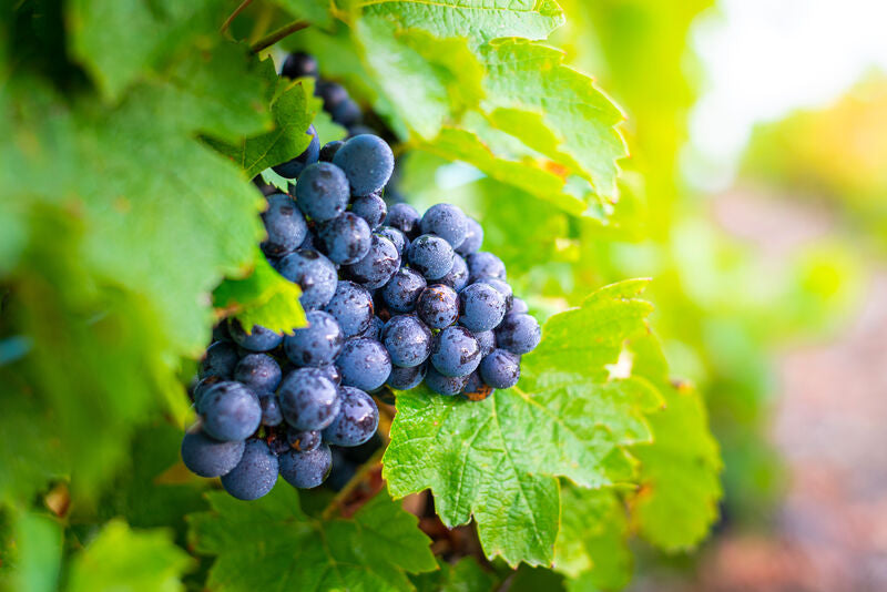 Gamay
