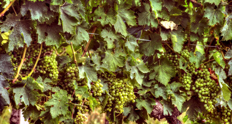 Garganega