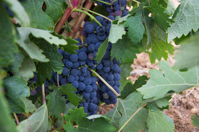 Graciano