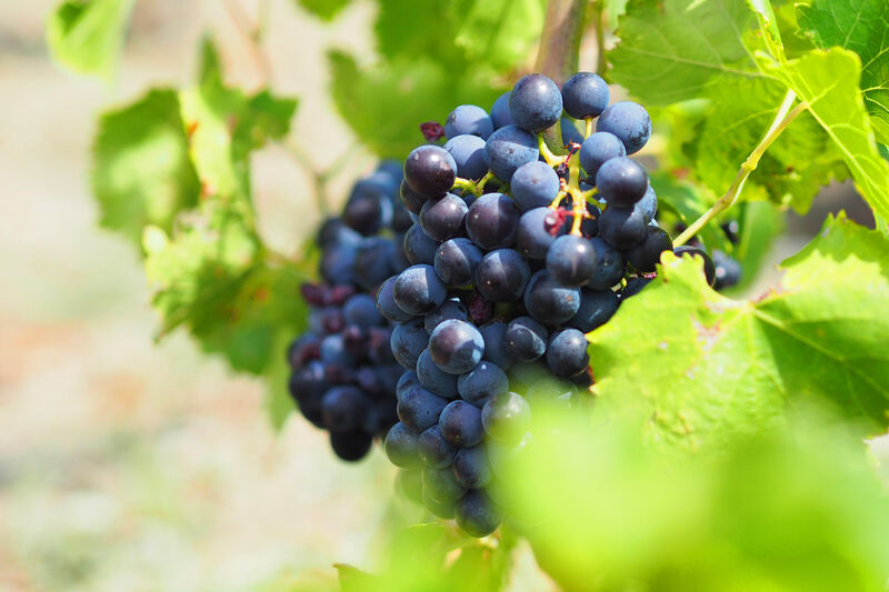 Grenache
