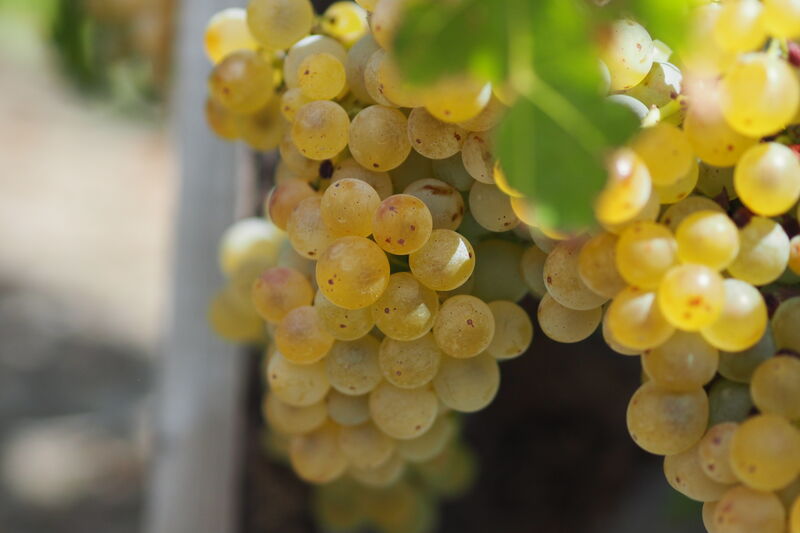 Grenache Blanc