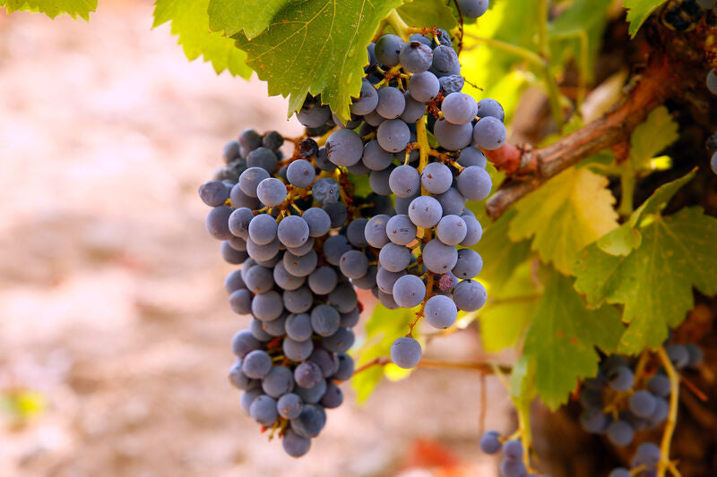 Grenache Blend