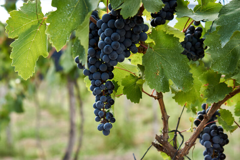 Malbec