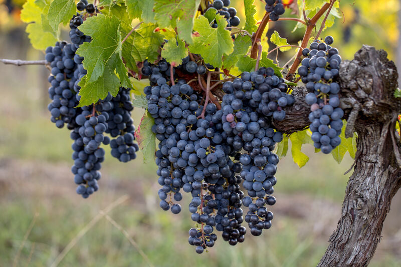 Merlot