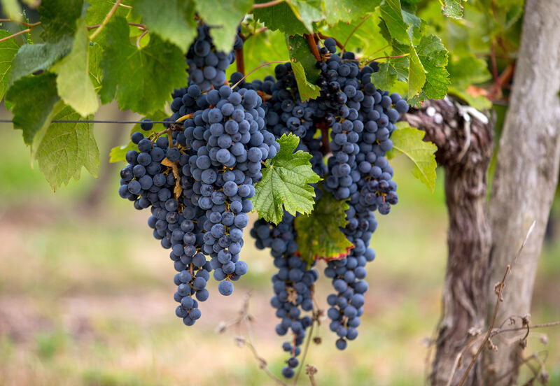 Merlot Blend