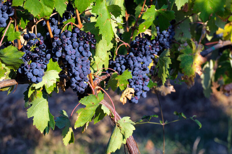 Montepulciano
