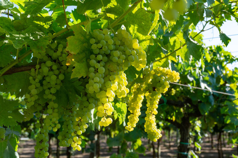 Moscato