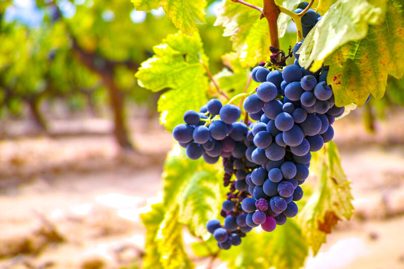 Mourvedre