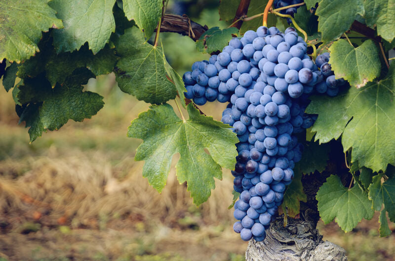 Nebbiolo