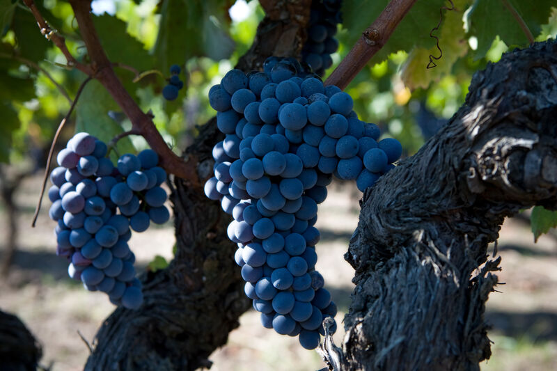 Nerello Mascalese