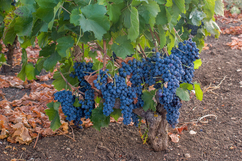 Nero d'Avola