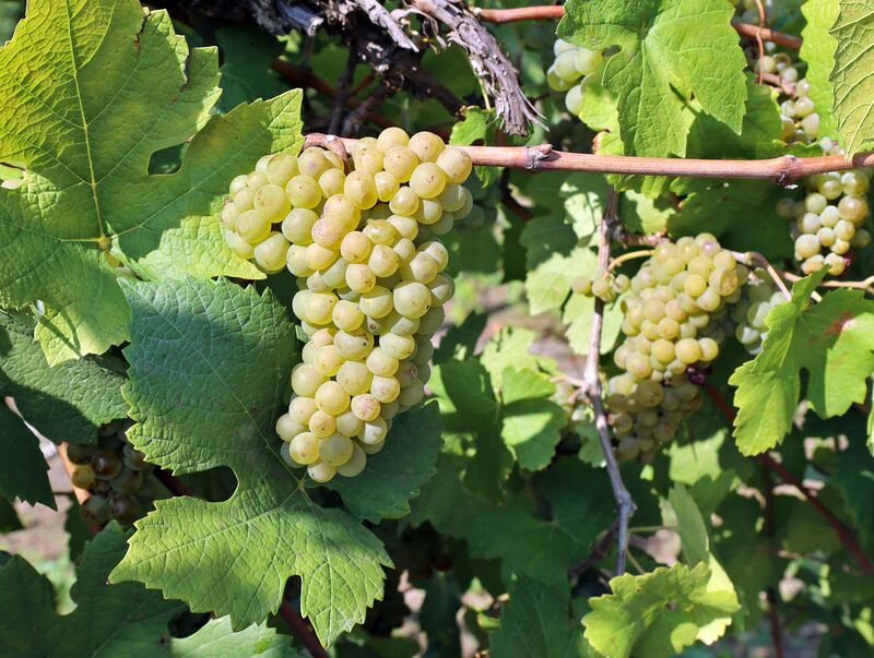 Pinot Blanc
