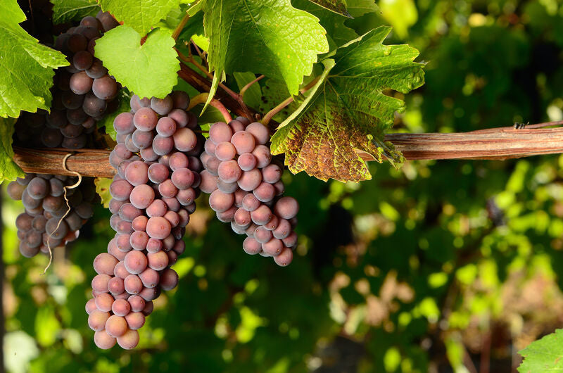 Pinot Gris