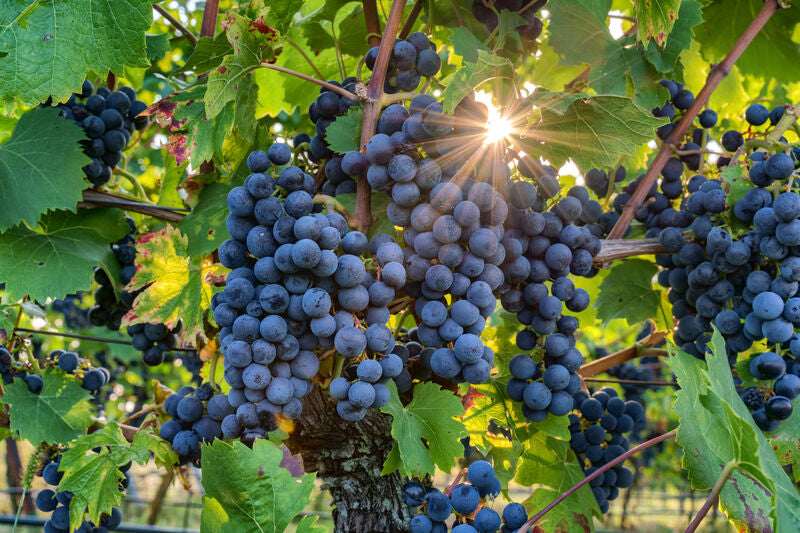 Pinot Noir
